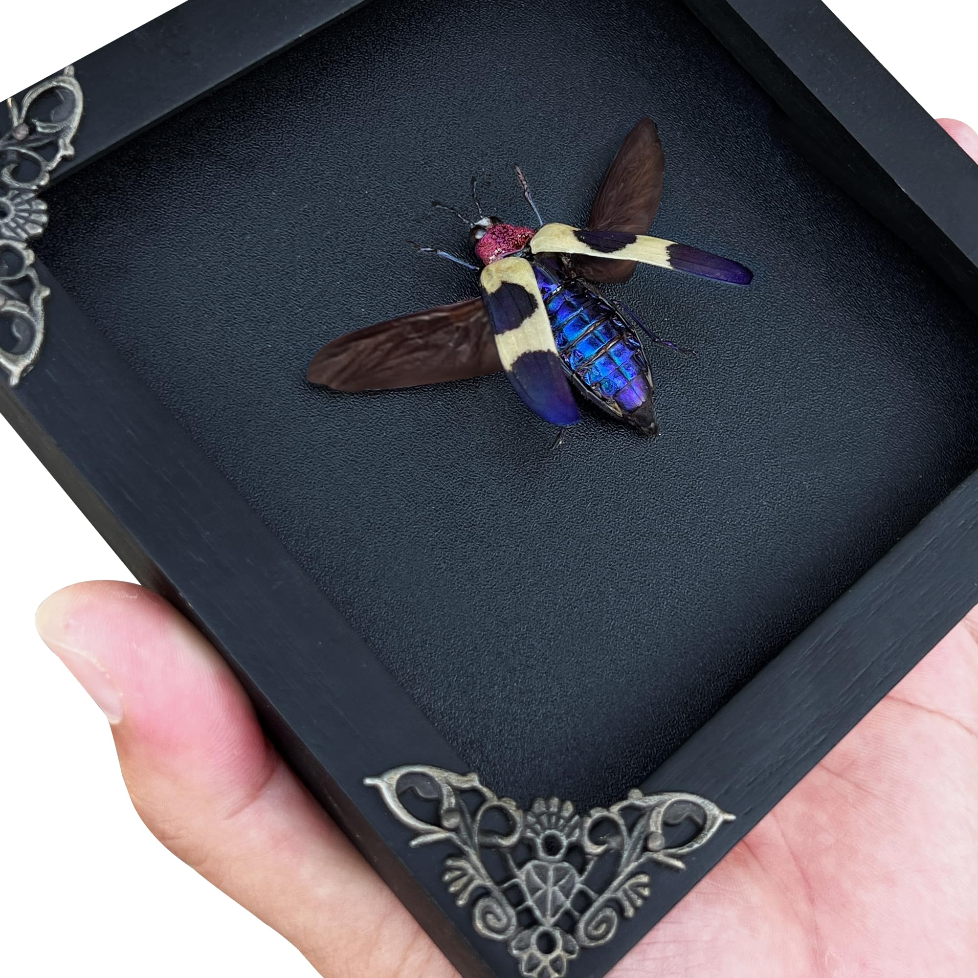 Real Blue Jewel Beetle Taxidermy Insect White Frame Dried Bug Shadow Box Specimen Room Display Wall Hanging Tabletop Bookshelf H